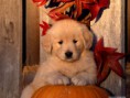 /album/inteligentes-y-lindos/a400-1198626681-golden-retriever-jpg/