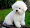 /album/inteligentes-y-lindos/bichonfrise-300x277-jpg/