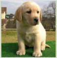 /album/inteligentes-y-lindos/perro-labrador-cachorro-jpg/