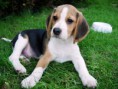 /album/inteligentes-y-lindos/raza-beagle-jpg/