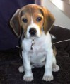 /album/fotogaleria/cachorro-beagle03-jpg/