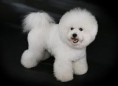 /album/fotogaleria/a250px-bichon-frise-studdogbichon-jpg1/