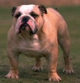 /album/fotogaleria/bulldog-jpg1/