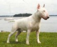 /album/fotogaleria/bull-terrier2-jpg1/