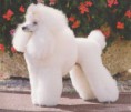 /album/fotogaleria/caniche-jpg1/